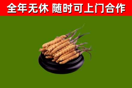 安次烟酒回收冬虫夏草.jpg
