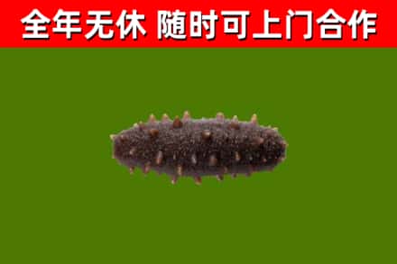 安次烟酒回收干海参.jpg